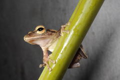 Polypedates himalayensis