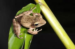 Polypedates himalayensis