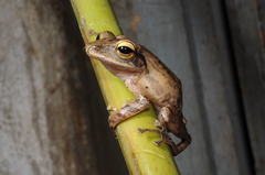 Polypedates himalayensis