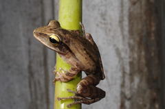 Polypedates himalayensis