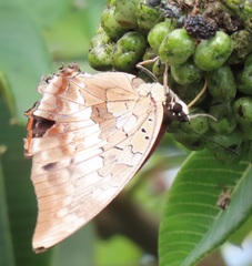 Charaxes ethalion