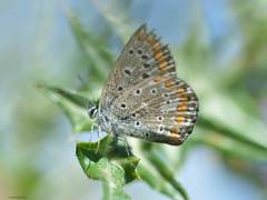 Polyommatus celina