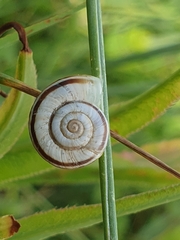 Xerolenta obvia