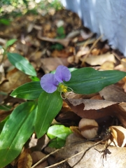 Commelina undulata