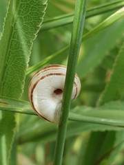 Xerolenta obvia