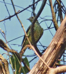 Oxyruncus cristatus