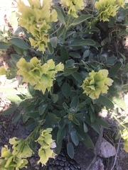 Salvia absconditiflora