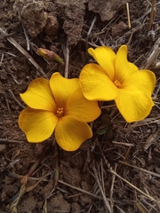 Oxalis perdicaria