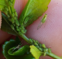 Longicaudus trirhodus