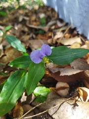 Commelina undulata