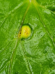 Puccinia aegopodii