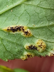 Puccinia aegopodii