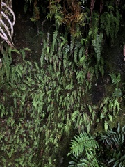 Osmolindsaea odorata