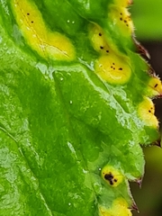 Puccinia aegopodii