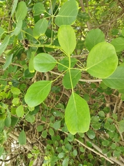 Heptapleurum stellatum
