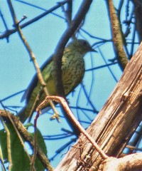 Oxyruncus cristatus