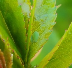 Longicaudus trirhodus