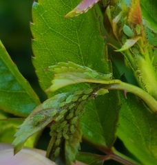 Longicaudus trirhodus