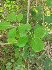 Heptapleurum stellatum