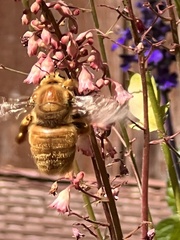 Xylocopa sonorina