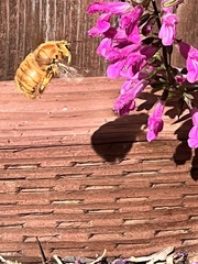 Xylocopa sonorina