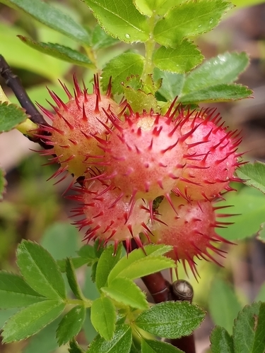 Spiny Leaf Gall Wasp photo 3