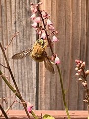 Xylocopa sonorina