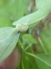 Macrodiplosis niveipila