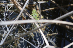 Pelophylax ridibundus