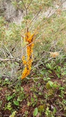 Gymnosporangium clavariiforme