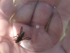 Rhodanthidium septemdentatum