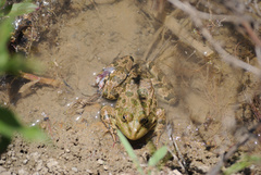 Pelophylax ridibundus