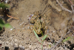 Pelophylax ridibundus