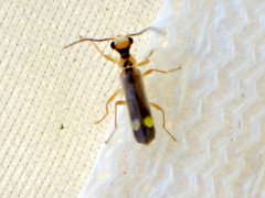 Malthinus seriepunctatus