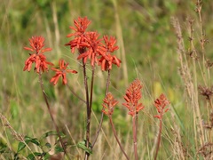 Aloe umfoloziensis