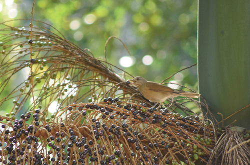 Pale-breasted Thrush (Turdus leucomelas), photo 9