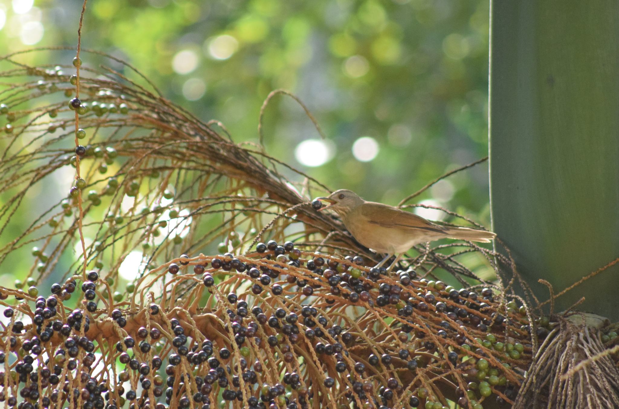 Pale-breasted Thrush illustration