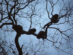 Plecturocebus pallescens