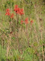 Aloe umfoloziensis