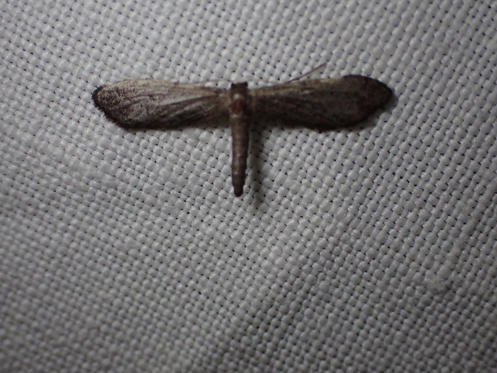 Idaea carvalhoi