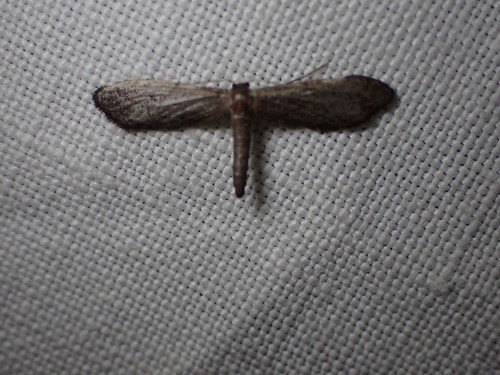 Acidalie eupithéciforme (L')