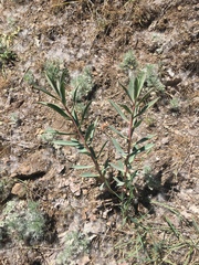 Euphorbia macroclada