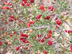 Castela erecta