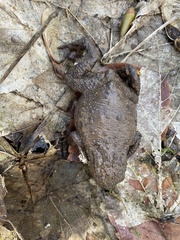 Bufo bufo