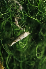 Phyllonorycter abrasella