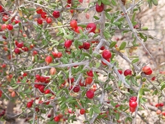 Castela erecta