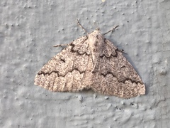 Sabulodes packardata