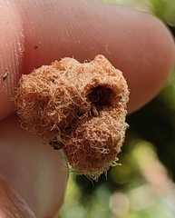 Andricus quercusramuli