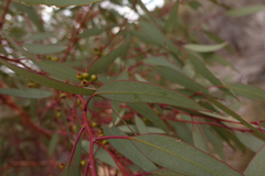 Eucalyptus socialis