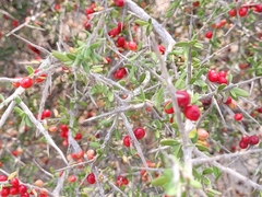 Castela erecta